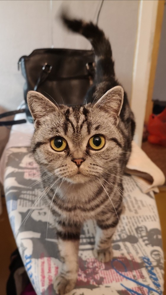 Котовторник