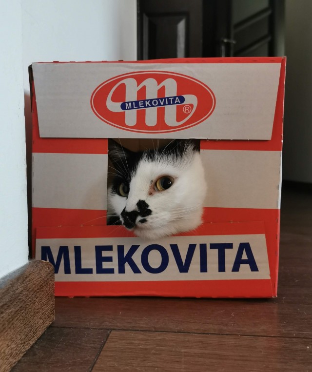Солнце котовторника уже встало, Господа!
