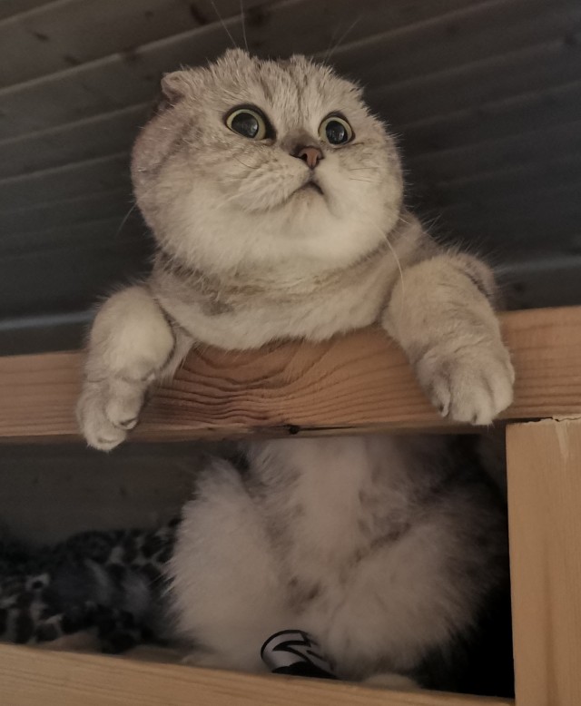 Удалять кошке когти?