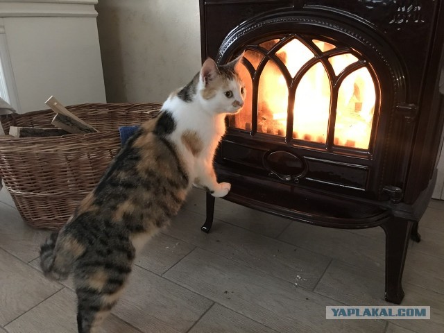 К котовторнику