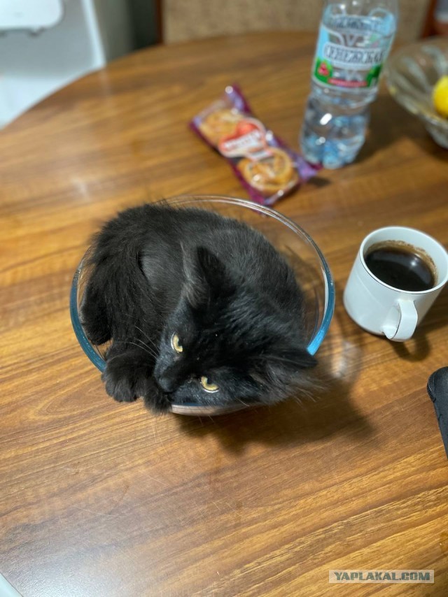 Котовторнику быть
