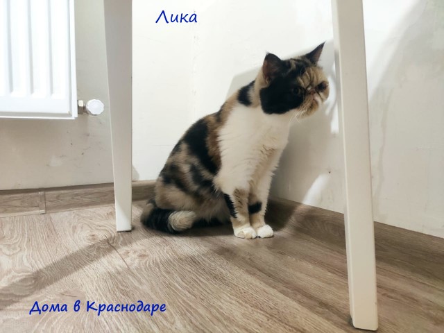 Жизнь домашнего приюта "Котоленд" 310