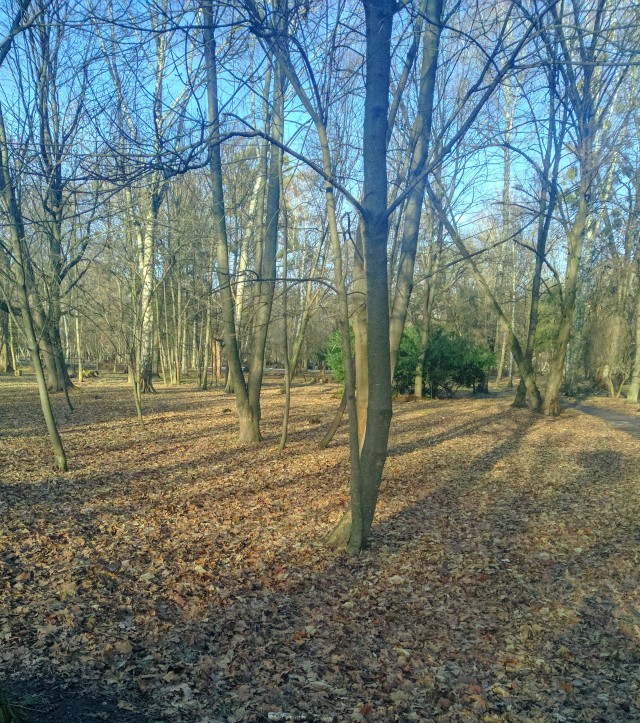 Первое января глазами непьющего человека