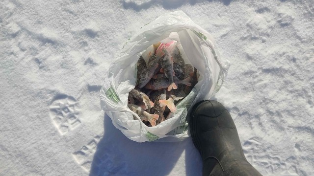 Рыбалка зимой на Ветлуге