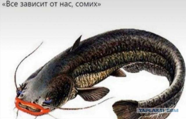 Немного пятничных и где то смешных картинок