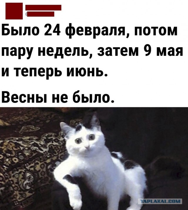 Жизнь домашнего приюта для котеек 396