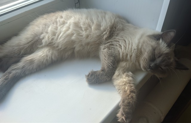 Котовторнику посвящается
