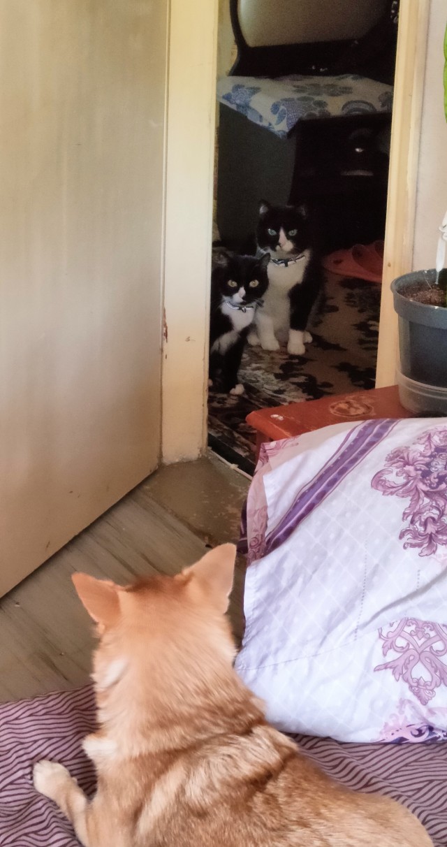 Начну котовторник чуть раньше!