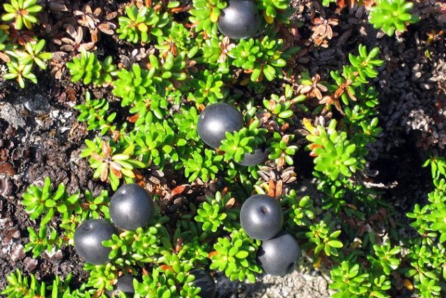 Кольский полуостров