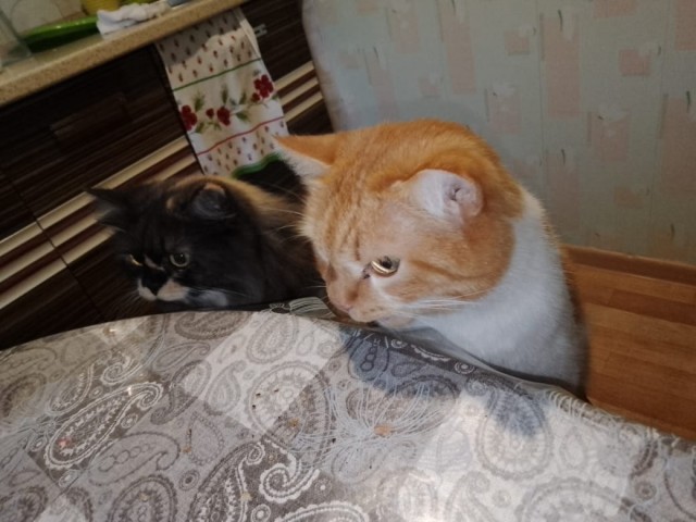 Немного милоты в котовторник