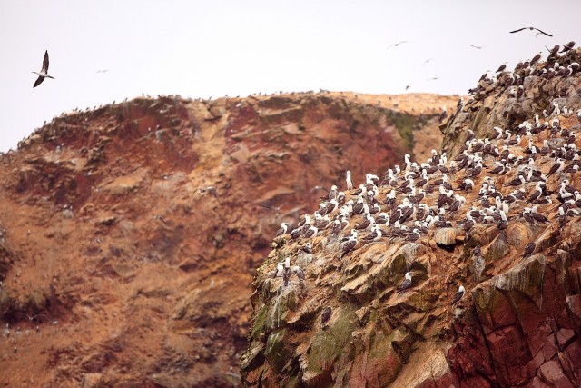 Южно-Американский дневник. Перу.