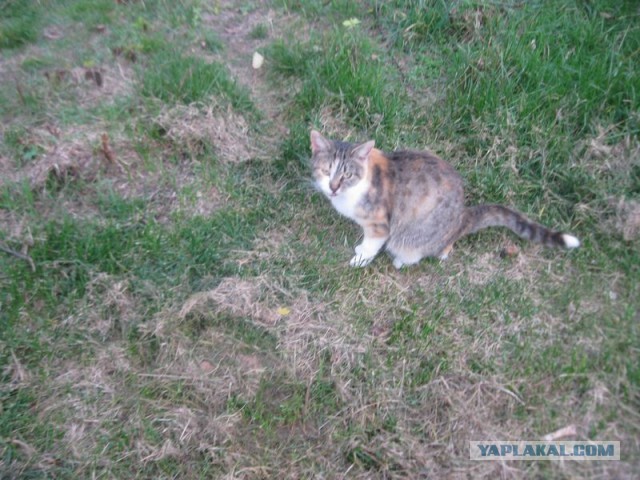 Жизнь домашнего приюта для котеек 417