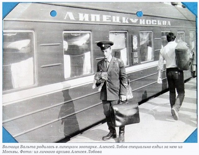 История первого в мире волка, приученного к розыску преступников