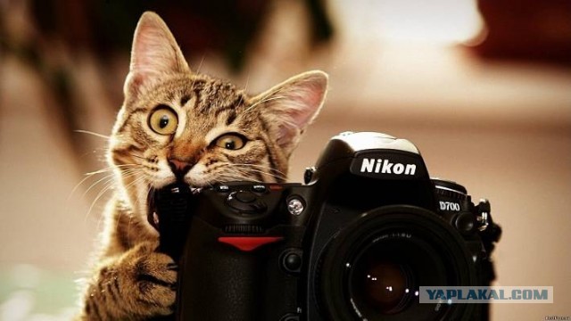 Мой котейка