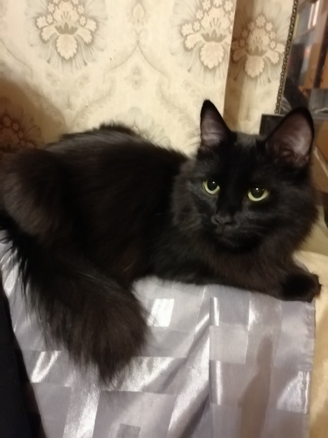 Сегодня всемирный день кошек!