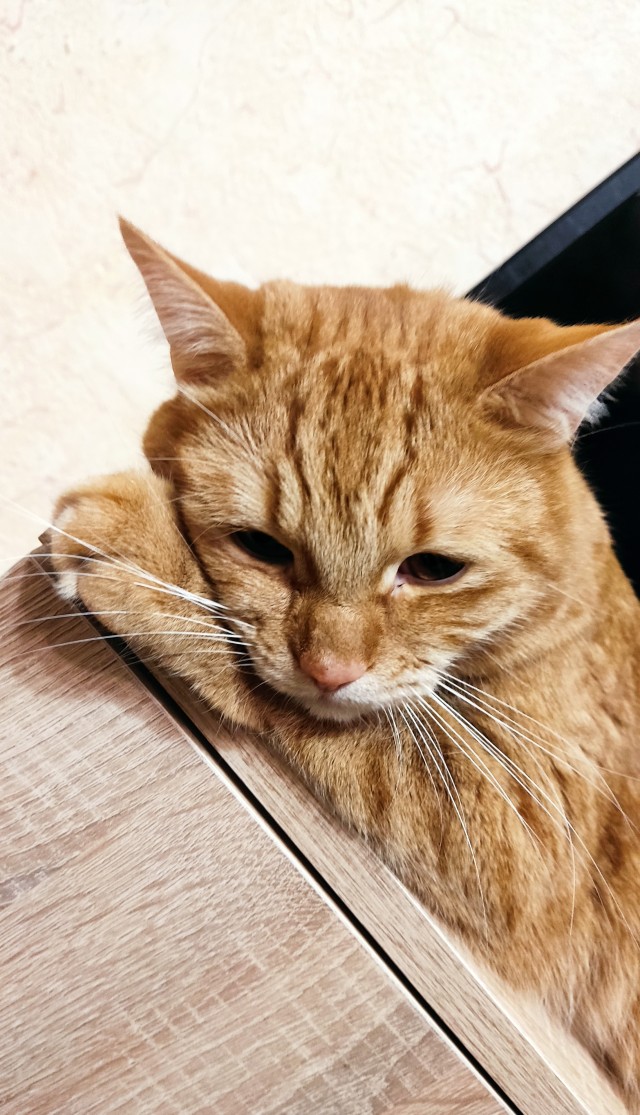 Котовторнику посвящается, подобрашка Маня