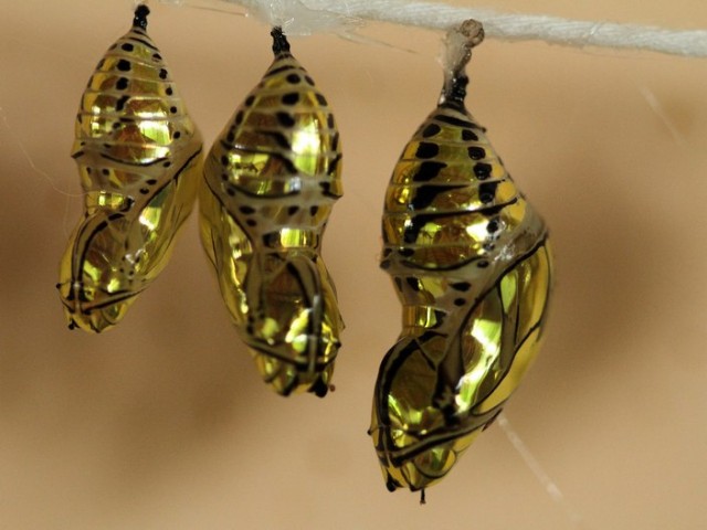 Золотые насекомые