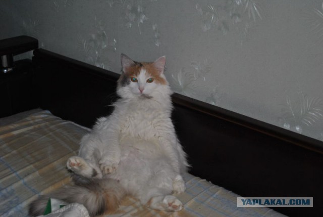 Котовторник 16.04.2013