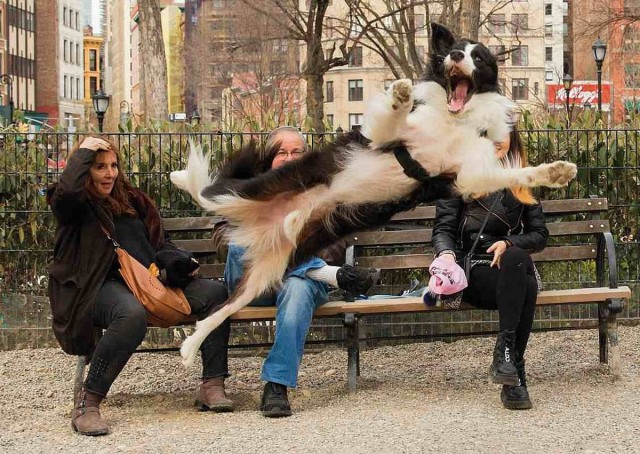 В Лондоне прошел ежегодный фотоконкурс «Comedy Pet Photography Awards»