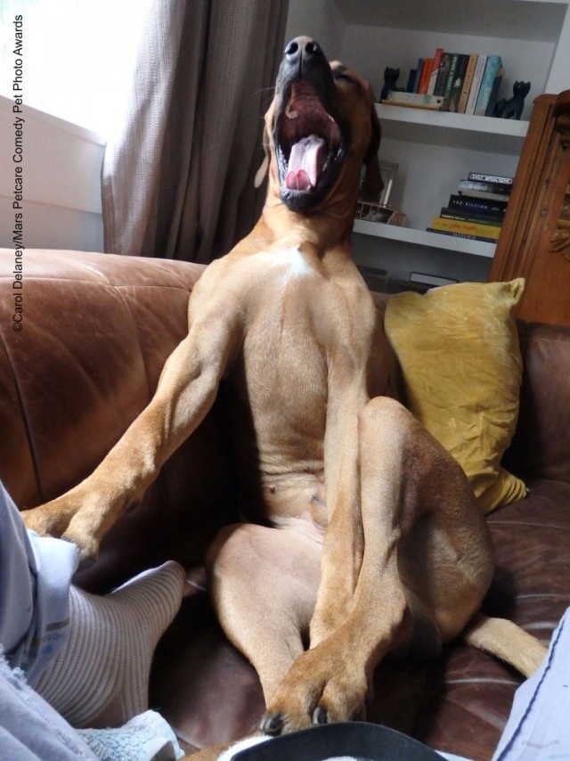 Comedy Pet Photo Awards 2020