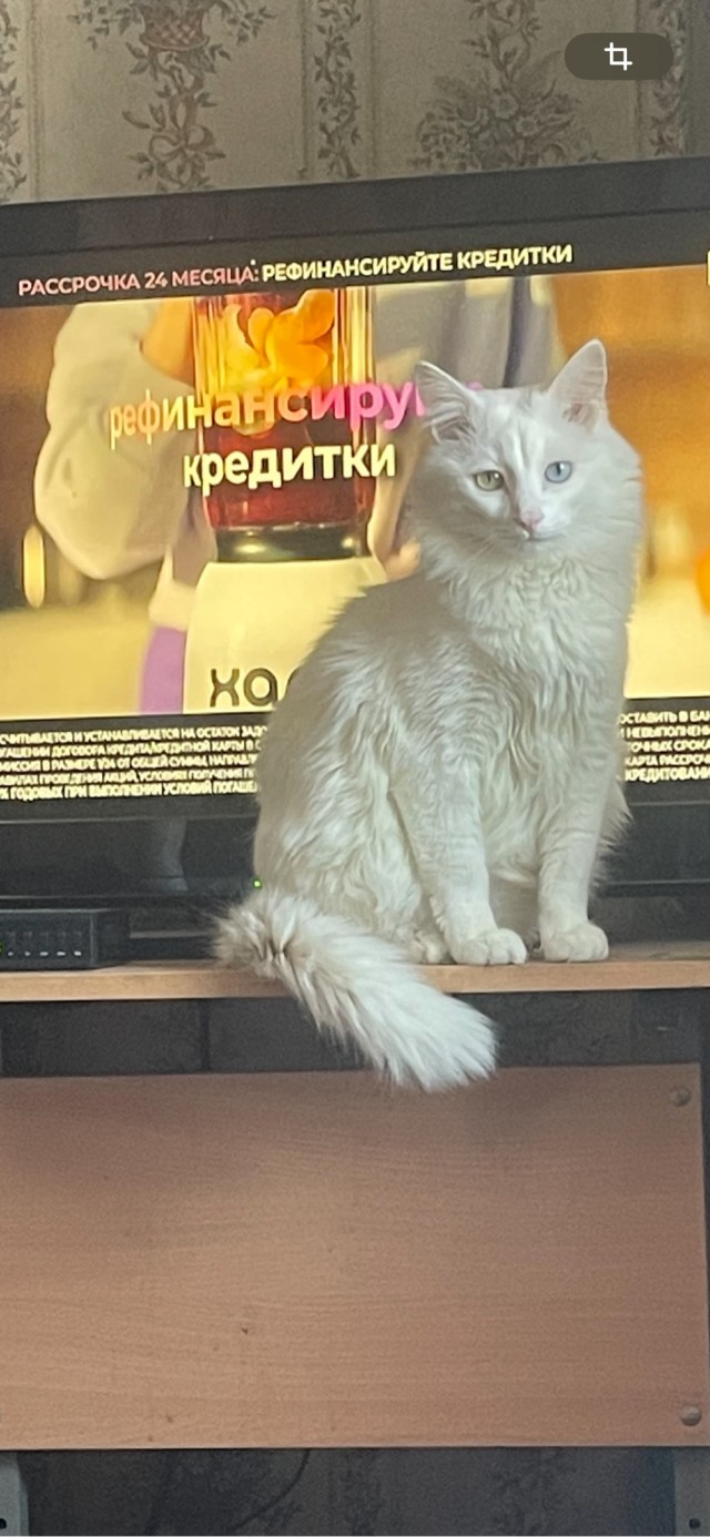 С котовторником ЯПовцы
