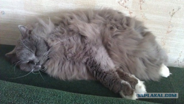 Котовторник  07.05.2013