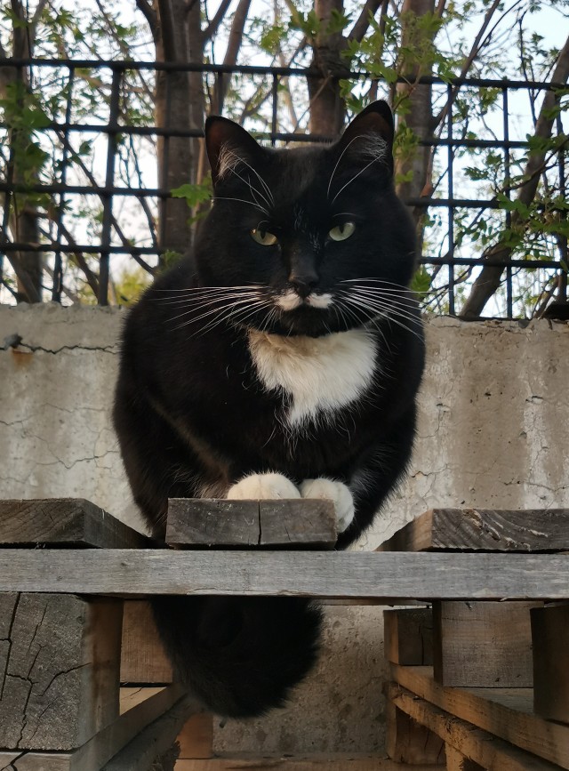 Эталон кота