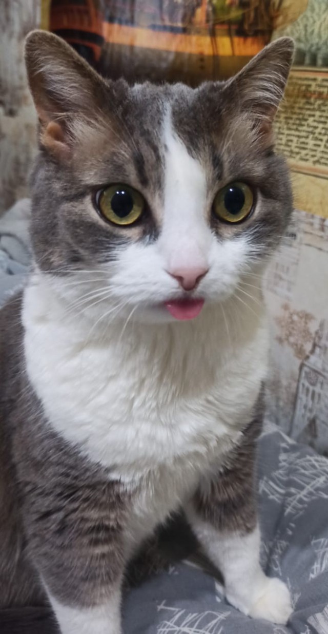 Котовторник