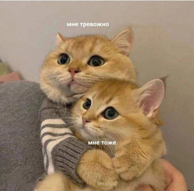 Коты деревенской породы