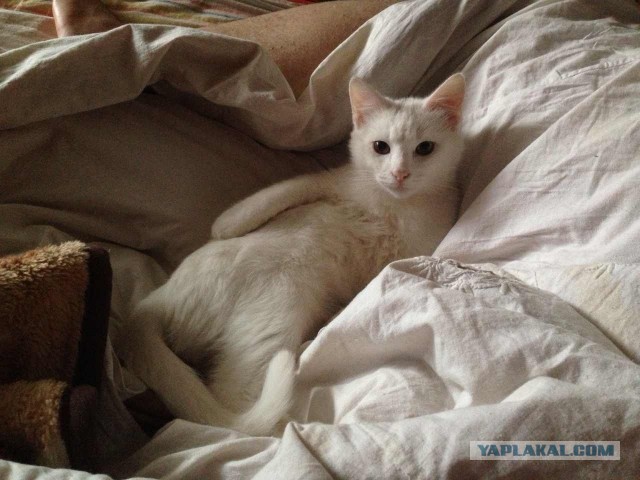 Котовторник 21.05.2013
