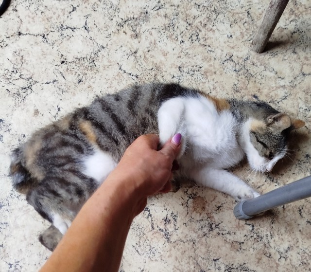 Котовторник же!