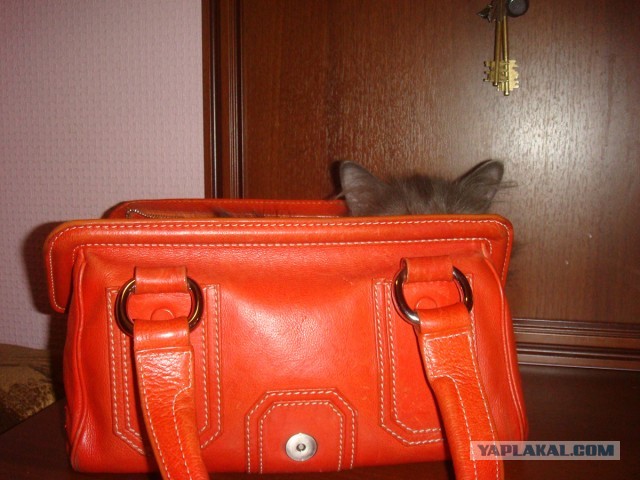 Кот в мешке