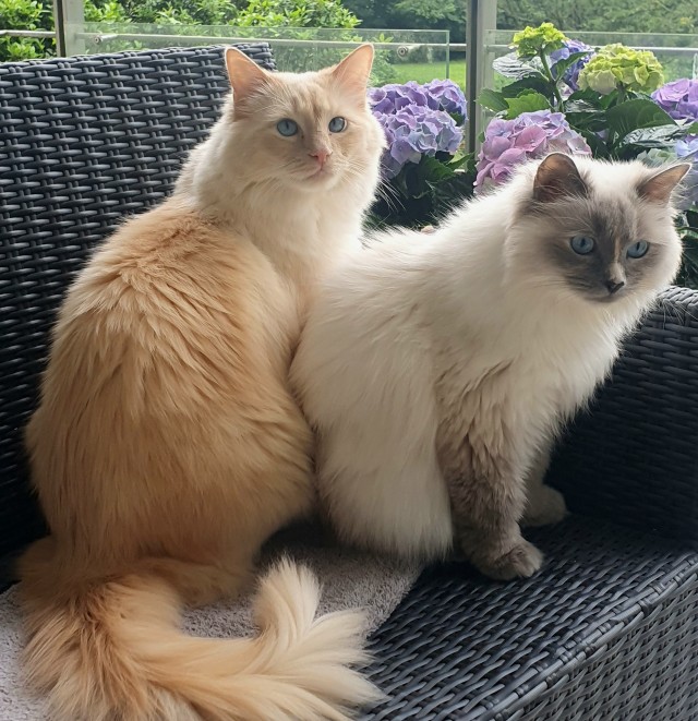 Котовторник, от мала до велика