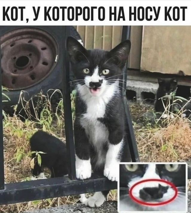 Завалялось тут случайно немного забавных картинок