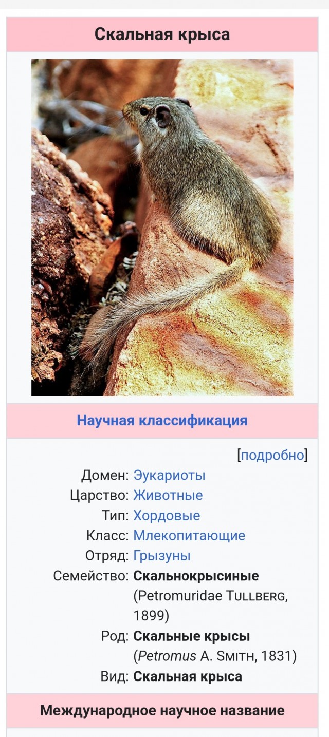 Нетипичная команда