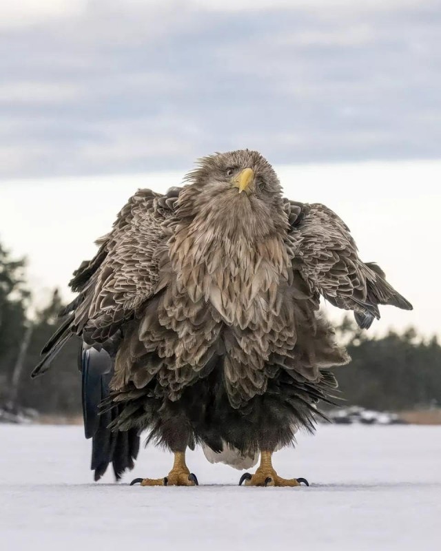 Объявлены финалисты конкурса самых забавных фотографий животных Comedy Wildlife Photography Awards 2024