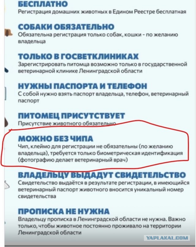 Обязательную регистрацию собак вводят в Подмосковье