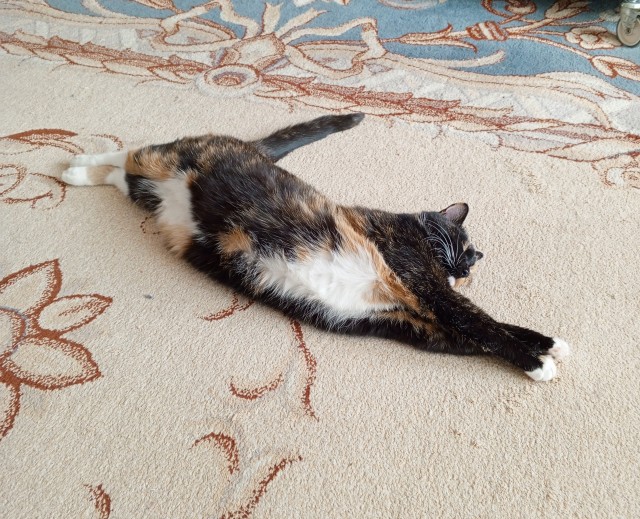 Это что, котовторник?