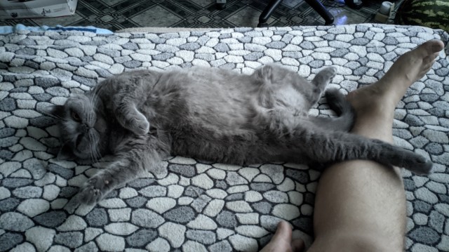 Ну, с котовторником!