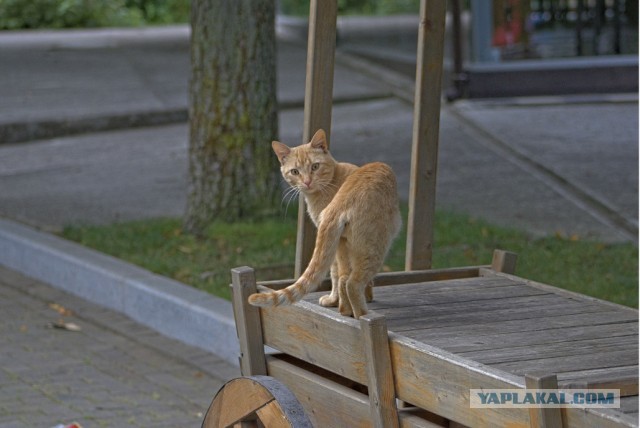 Котовторник 21.10.2025