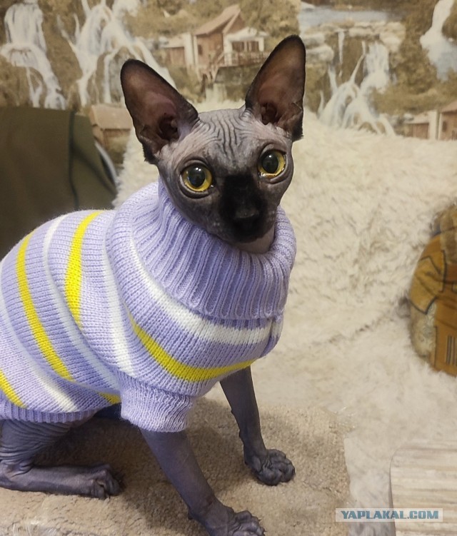 Махач окорочков