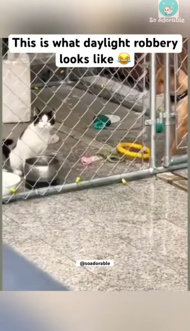 Дерзкое ограбление