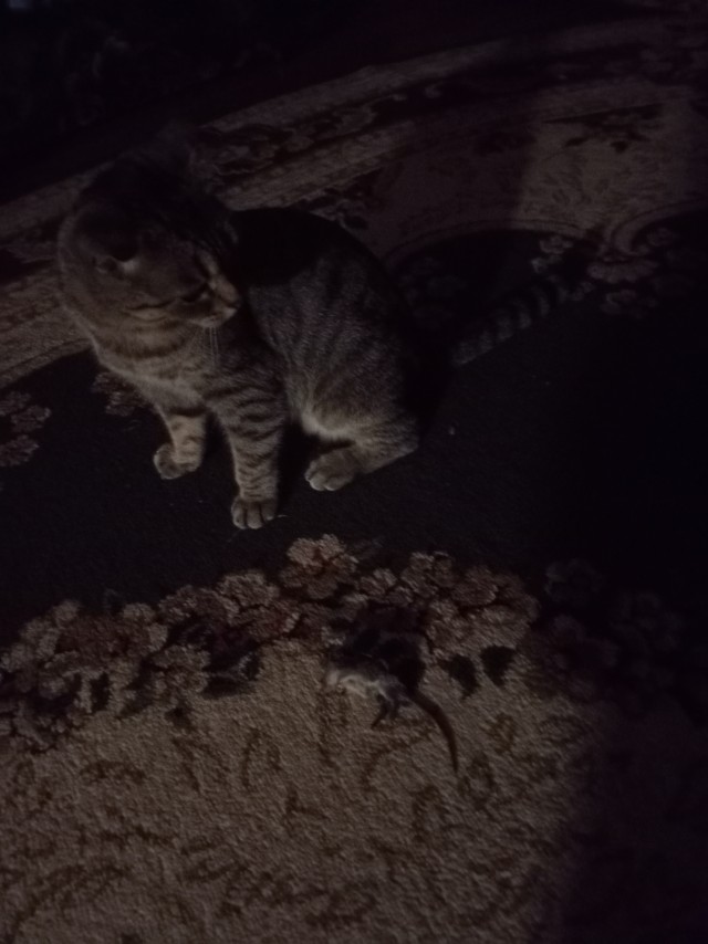 Жизнь домашнего приюта "Котоленд" 518