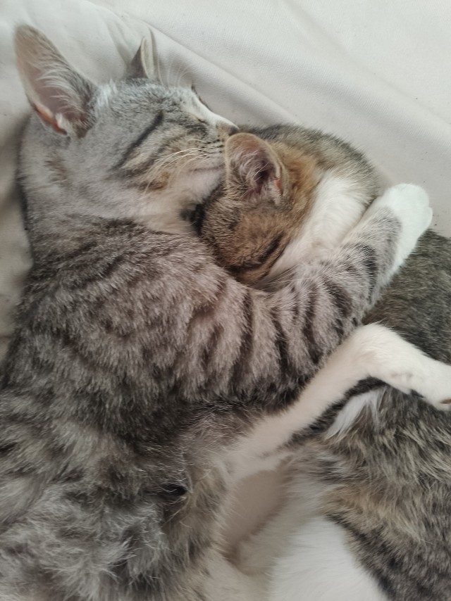 Котовторник же, да?