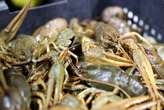 Курьер из Волгограда не удержался и украл 4 кг раков, которых вез клиенту