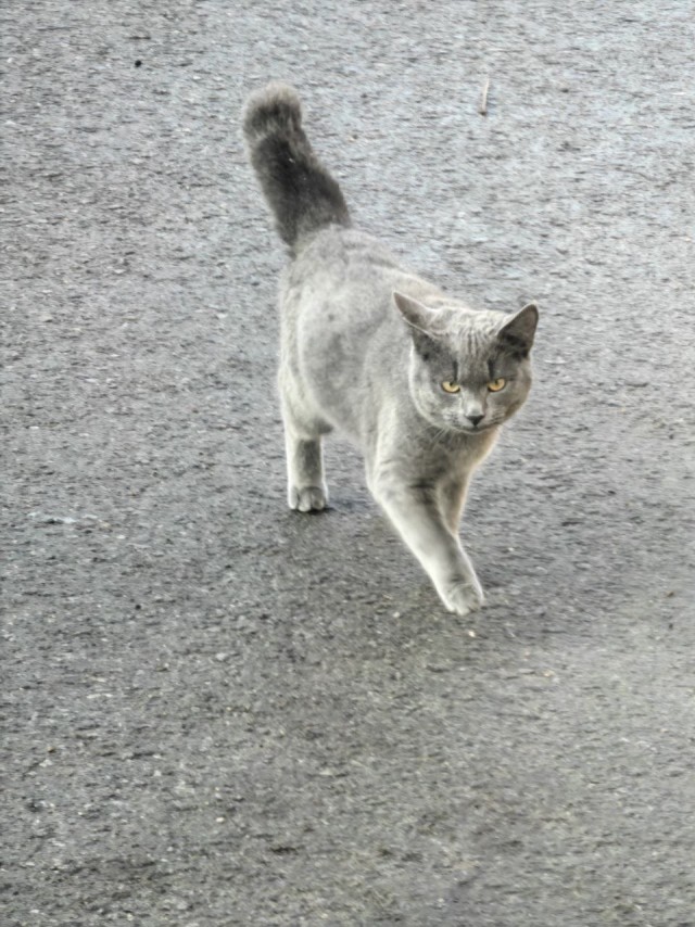Жизнь домашнего приюта "Котоленд" 523