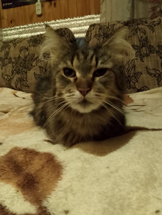 Котейка, хорошая