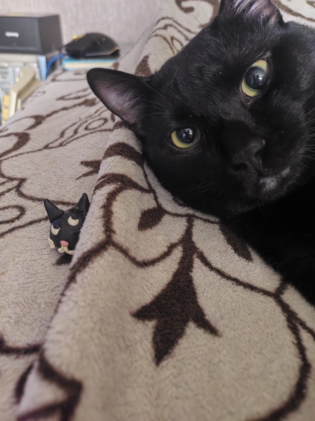 Котофеи в кадре