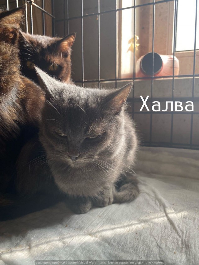 Жизнь домашнего приюта "Котоленд" 536