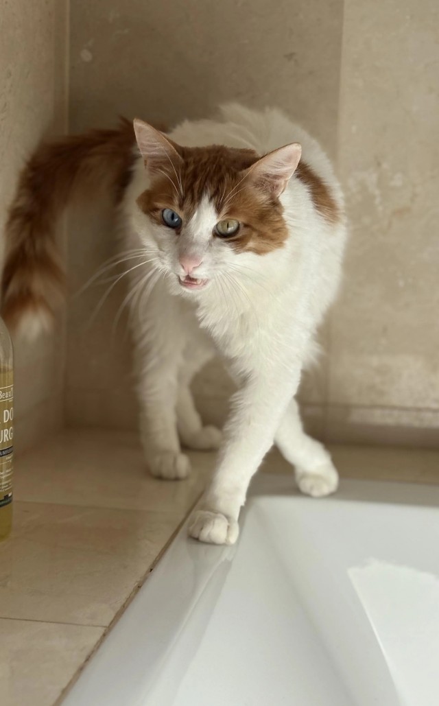 Рандомных фото котов тред